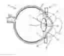 Fig. 01 - Device for producing cuts or perforations on an eye