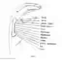 Fig. 08 - Acupressure Device and Method of Treatment