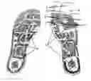 Fig. 01 - Foot massage physiotherapy plates