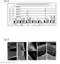 Fig. 06 - STABILIZED POLYRIBONUCLEOTIDE CODING FOR AN ELASTIC FIBROUS PROTEIN