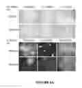 Fig. 09 - DELIVERY OF BIOLOGIC THERAPEUTICS