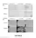 Fig. 11 - DELIVERY OF BIOLOGIC THERAPEUTICS