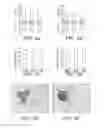 Fig. 05 - GM3 functionalized nanoparticles