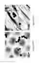 Fig. 30 - Proteinoid compounds, process of preparing same and uses thereof