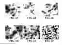 Fig. 06 - Methods of preparing polyelectrolyte complex nanoparticles