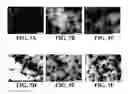 Fig. 07 - Methods of preparing polyelectrolyte complex nanoparticles