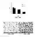 Fig. 27 - Methods of preparing polyelectrolyte complex nanoparticles