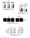 Fig. 28 - Compositions and methods for inhibiting intimal hyperplasia