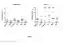 Fig. 08 - CERDULATINIB FOR TREATING MYELOMA