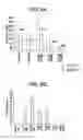 Fig. 09 - METHODS AND COMPOSITIONS FOR TREATING VIRAL OR VIRALLY-INDUCED CONDITIONS