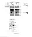 Fig. 10 - Methods for treating T-cell acute lymphoblastic leukemia