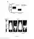 Fig. 25 - Methods for treating T-cell acute lymphoblastic leukemia