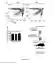 Fig. 26 - Methods for treating T-cell acute lymphoblastic leukemia