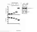 Fig. 47 - Methods for treating T-cell acute lymphoblastic leukemia