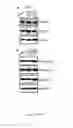 Fig. 53 - Methods for treating T-cell acute lymphoblastic leukemia