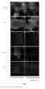 Fig. 10 - COMPOSITION FOR LOCAL AND CONTROLLED RELEASE OF DRUGS AND METHODS THEREOF