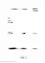 Fig. 05 - Novel Anti-Fungal Composition