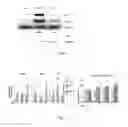 Fig. 03 - Isoform nell-1 peptide