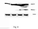 Fig. 04 - Isoform nell-1 peptide