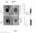 Fig. 05 - Isoform nell-1 peptide