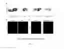 Fig. 11 - Compositions and methods for modulating stem cells and uses thereof