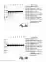 Fig. 04 - METHODS AND COMPOSITIONS FOR CNS DELIVERY OF HEPARAN N-SULFATASE