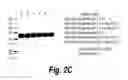 Fig. 05 - METHODS AND COMPOSITIONS FOR CNS DELIVERY OF HEPARAN N-SULFATASE
