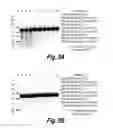 Fig. 06 - METHODS AND COMPOSITIONS FOR CNS DELIVERY OF HEPARAN N-SULFATASE