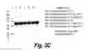 Fig. 07 - METHODS AND COMPOSITIONS FOR CNS DELIVERY OF HEPARAN N-SULFATASE