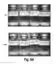 Fig. 13 - METHODS AND COMPOSITIONS FOR CNS DELIVERY OF HEPARAN N-SULFATASE