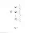 Fig. 02 - TARGETING OF GLYCOPROTEIN THERAPEUTICS