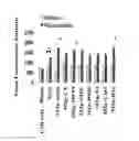Fig. 03 - Nanospheres encapsulating bioactive material and method for formulation of nanospheres