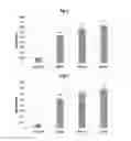 Fig. 07 - Nanospheres encapsulating bioactive material and method for formulation of nanospheres
