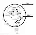 Fig. 06 - Multi-indication mRNA cancer immunotherapy