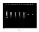 Fig. 09 - Multi-indication mRNA cancer immunotherapy
