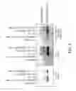 Fig. 06 - CHIMERIC THERAPEUTICS, COMPOSITIONS, AND METHODS FOR USING SAME