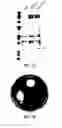 Fig. 09 - ANTIBODY-MEDIATED DISRUPTION OF QUORUM SENSING IN BACTERIA