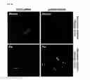 Fig. 65 - Bioactive conjugates for oligonucleotide delivery