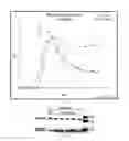 Fig. 11 - AAV-BASED GENE THERAPY FOR MULTIPLE SCLEROSIS