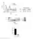 Fig. 20 - AAV-BASED GENE THERAPY FOR MULTIPLE SCLEROSIS