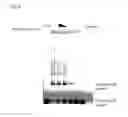 Fig. 10 - Aptamer-mRNA conjugates for targeted protein or peptide expression and methods for their use