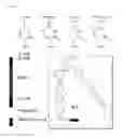 Fig. 19 - Aptamer-mRNA conjugates for targeted protein or peptide expression and methods for their use
