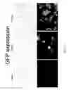 Fig. 20 - Aptamer-mRNA conjugates for targeted protein or peptide expression and methods for their use