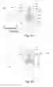 Fig. 14 - PUMPING DEVICES, SYSTEMS AND METHODS FOR USE WITH MEDICAL FLUIDS INCLUDING COMPENSATION FOR VARIATIONS IN PRESSURE OR FLOW RATE