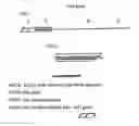 Fig. 02 - Spring hypodermic needle
