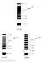 Fig. 08 - Cartridges, collectors, kits, and methods for enhanced detection and quantification of analytes in collected fluid samples