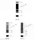 Fig. 08 - Cartridges, kits, and methods for enhanced mixing for detection and quantification of analytes