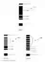 Fig. 08 - Cartridges, kits, and methods for enhanced detection and quantification of analytes