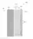 Fig. 01 - DOUBLE LAYER COATING FOR LIGHTING FIXTURE