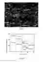 Fig. 05 - Method for Preparing Porous Metal Material and Application Thereof